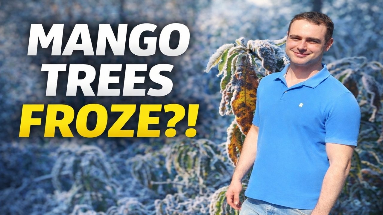 Florida Mango Freeze Damage Explained | How Cold Weather Affects Mango Trees