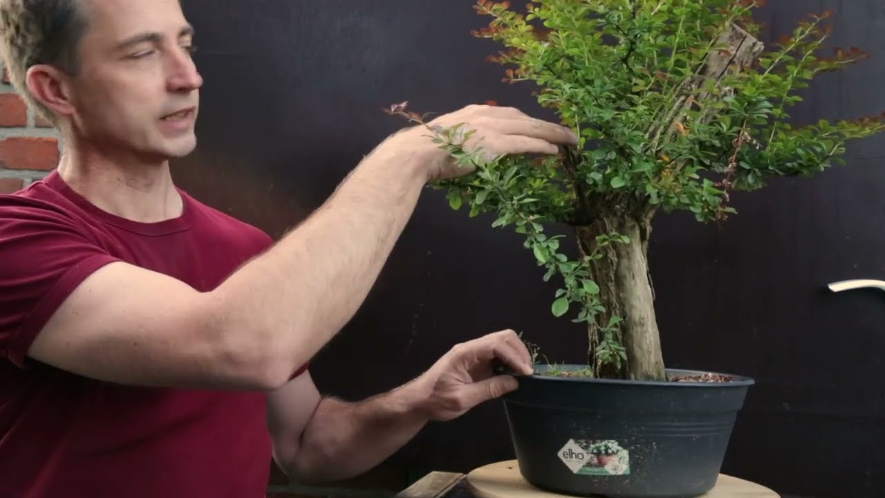 First styling of a Barberry