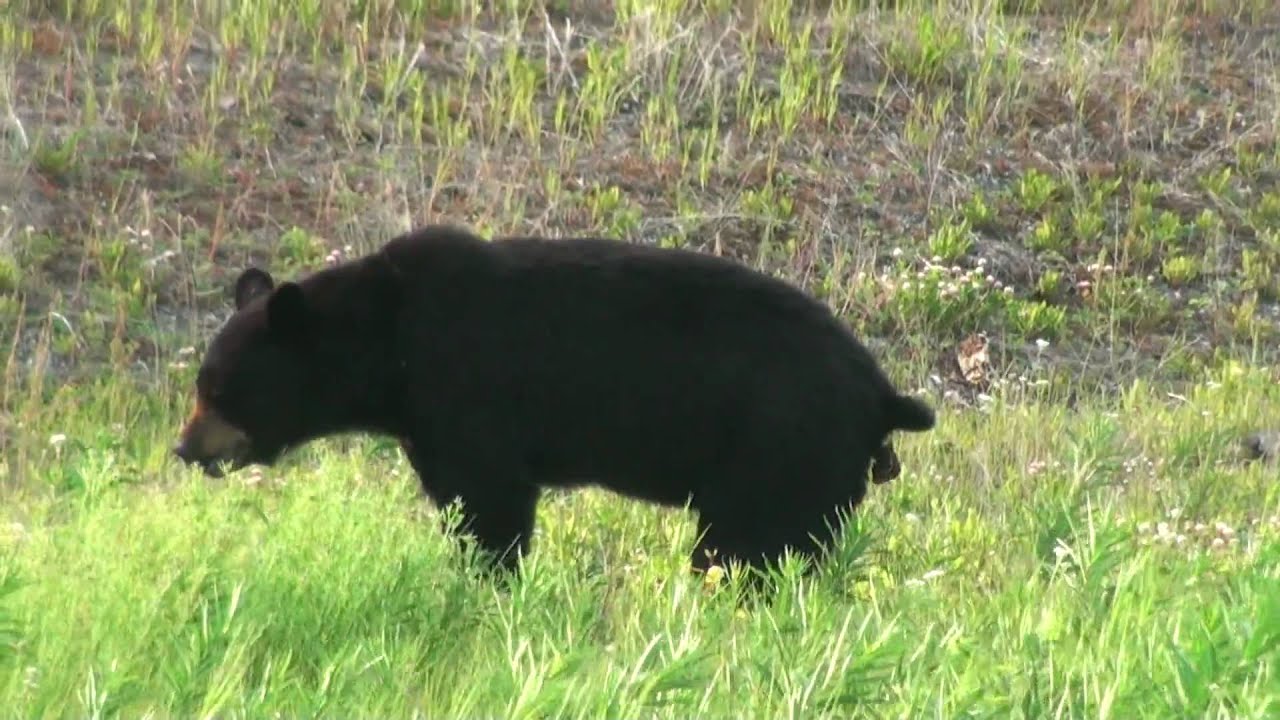 Black Bear Pooping in the Woods in HD