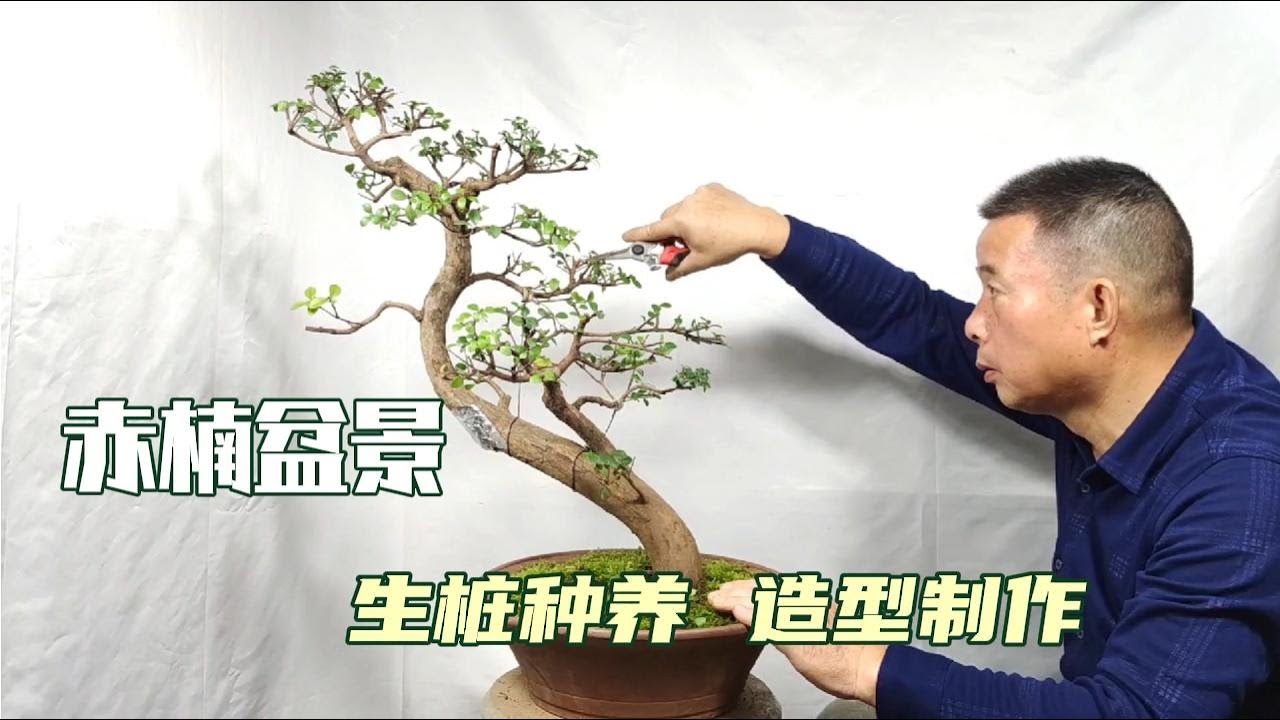 Operation details in the production of chia bonsai stubs and pots赤楠盆景生樁種養、上盆製作中的操作細節