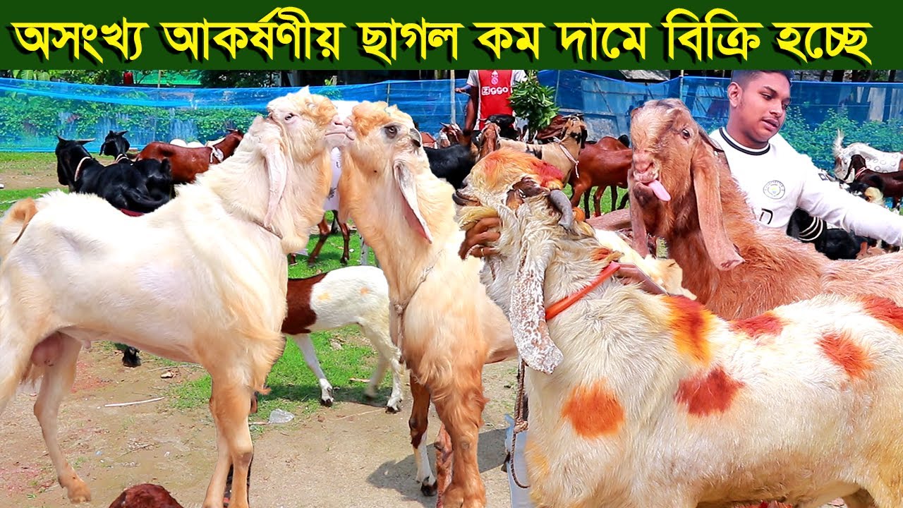 অসংখ্য আকর্ষণীয় তোতাপুরী বিটল ছাগল কম দামে নিতে পারেন goat farm