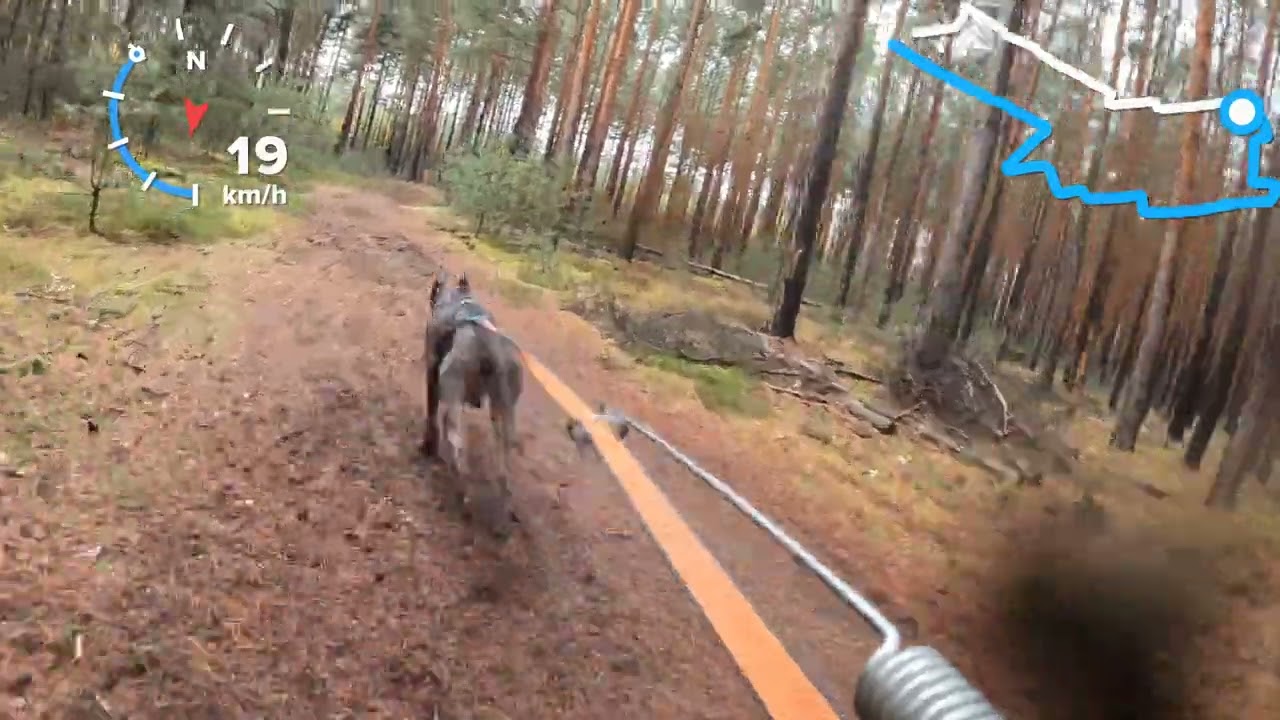 MS ICF Leipa 2023, kolo Viky s Trollem 1.den