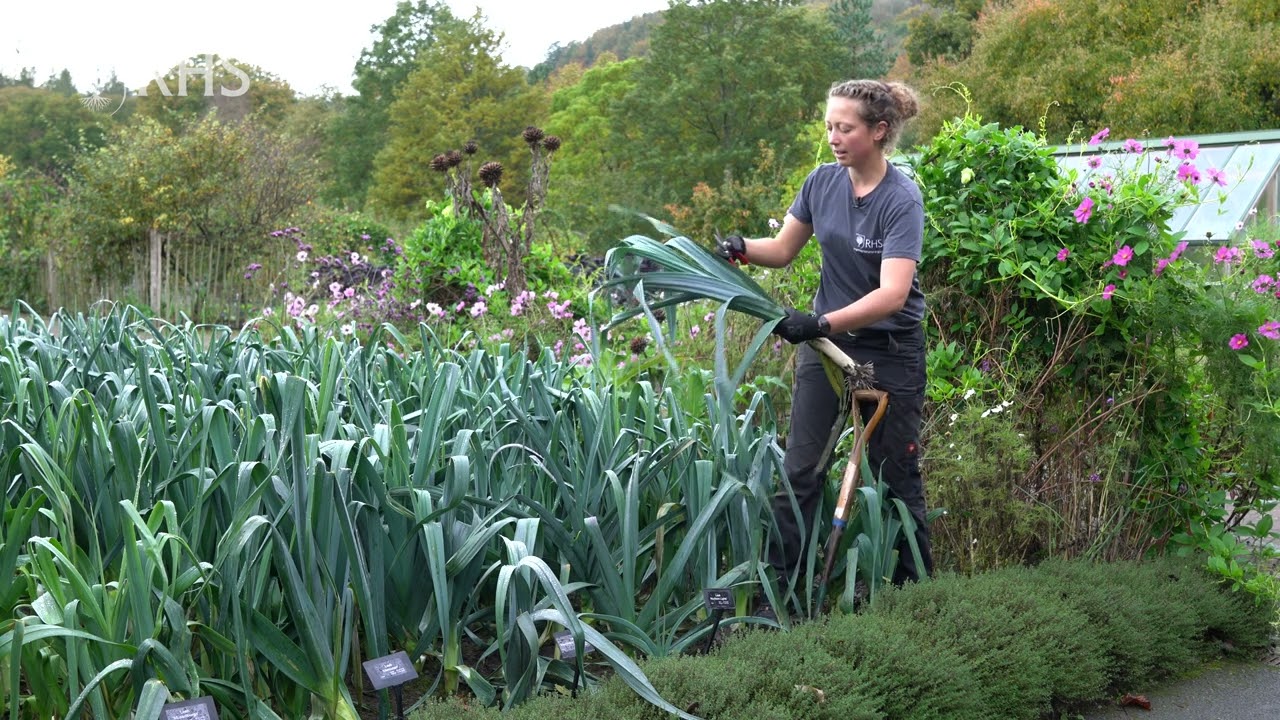 How to Harvest Leeks | Royal Horticultural Society