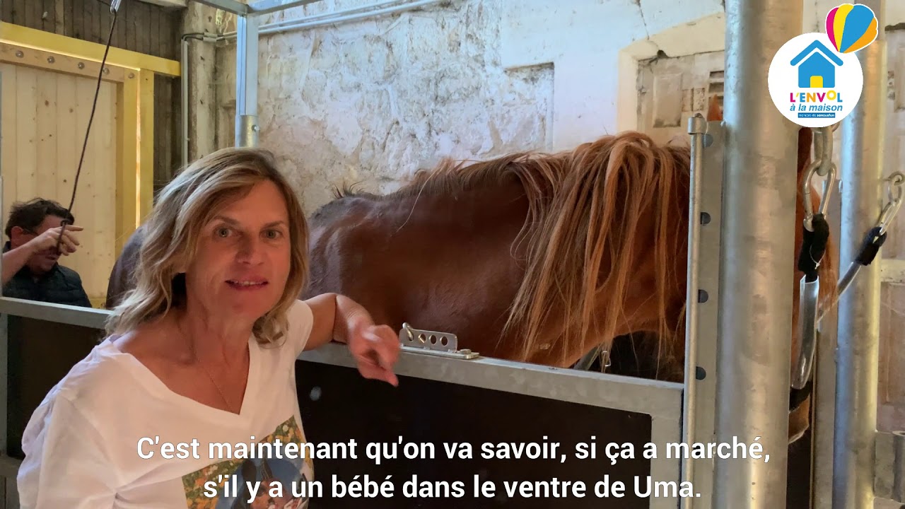 #LENVOLALaMaison : découvrez les coulisses d’un élevage de chevaux !