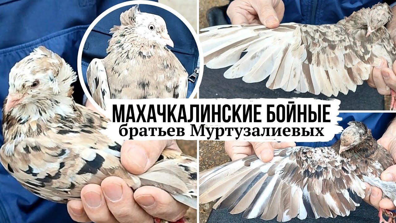 Голуби Дагестана. Детальный обзор | Питомник братьев Муртузалиевых, г. Хасавюрт | Dagestan pigeons
