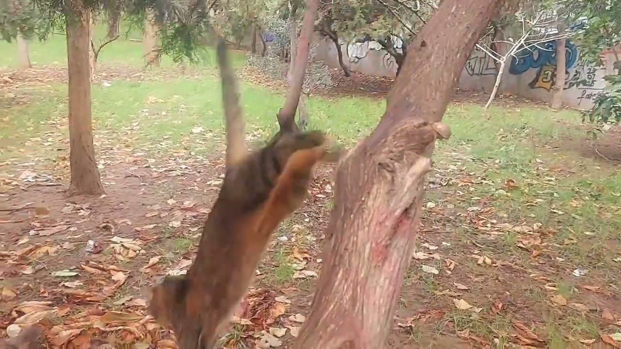 Interesting antics of cats in the park during a chase.