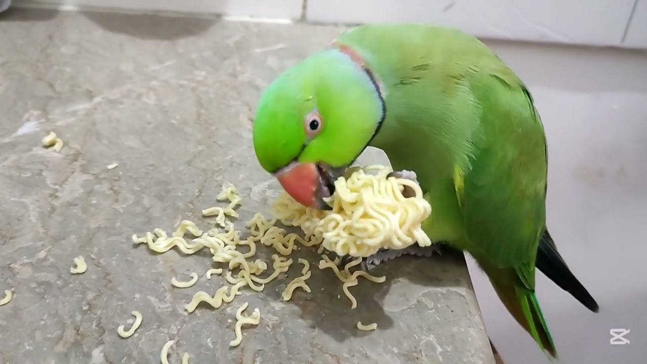 Iris noodles crunch #foryou #fyp #birds #birdtok#talkingparot #cuteparrot#parrotplaytime #parrotlife