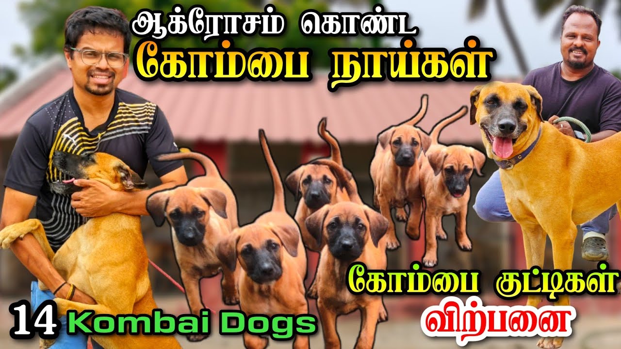 தரமான கோம்பை நாய்கள் பண்ணை | IT ஊழியரின் கோம்பை நாய்கள் | Quality Kombai Dogs Kennel | Puppies Sale