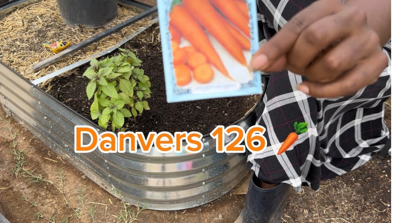 Sowing Carrots For Fall | Seed Talk | Zone 9B #growyourownfood