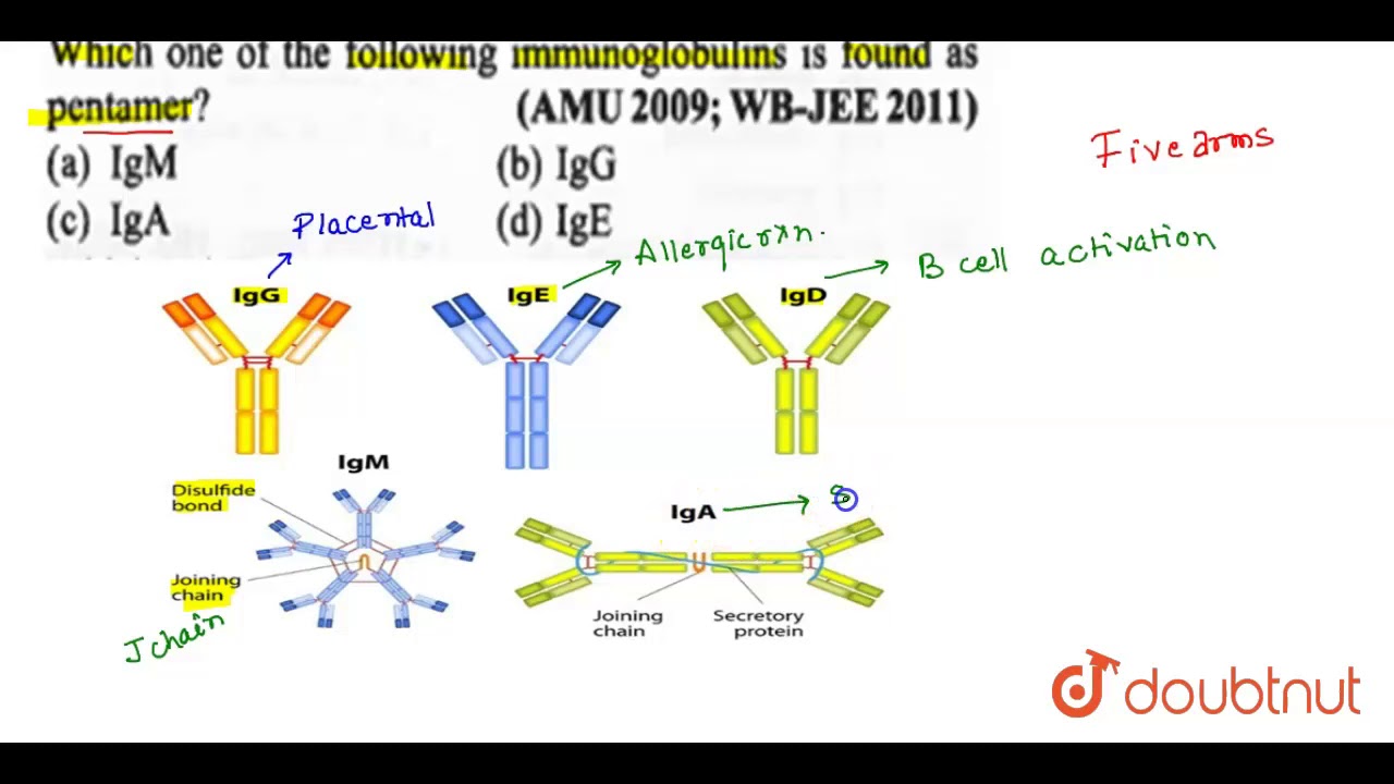 Kt&oacute;ra z poniższych immunoglobulin występuje w formie pentameru?