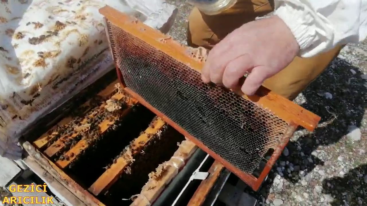 Arıcılık ANA ARIYA YAVRU ATTIRMA YÖNTEMİ .beekeeping. Arıçılıq