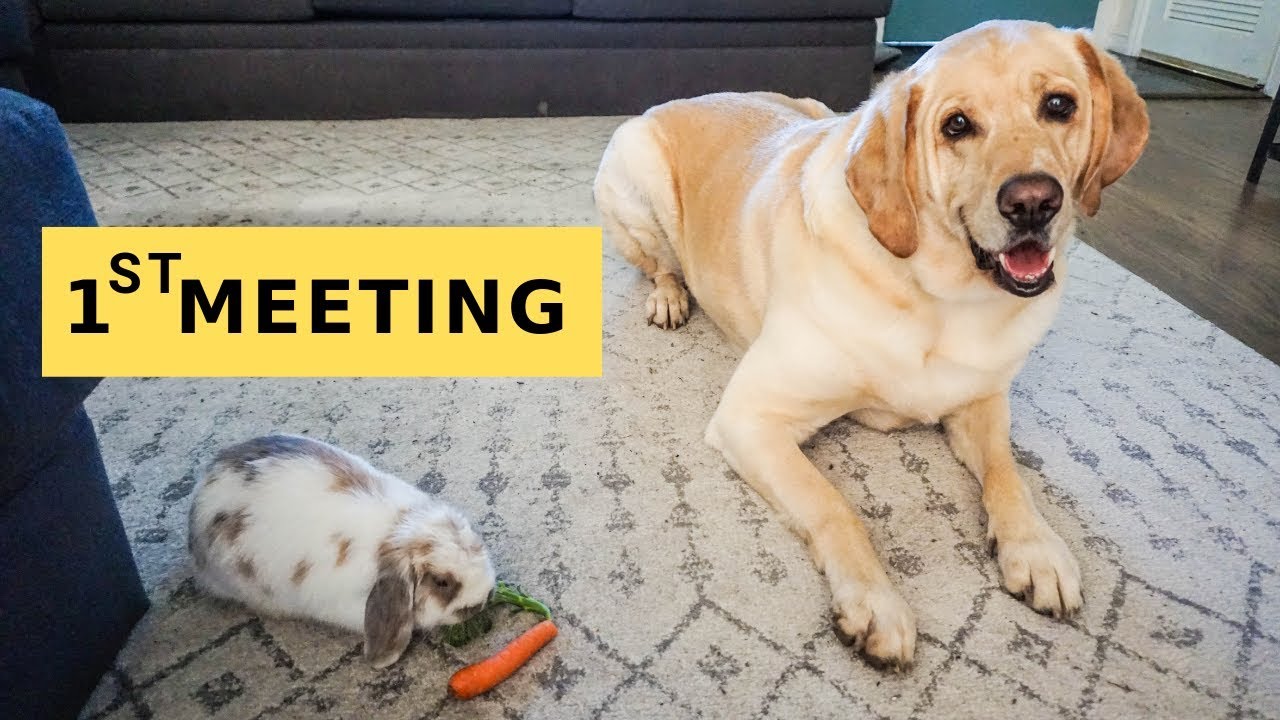 DOG meets cousin BUNNY & CAT