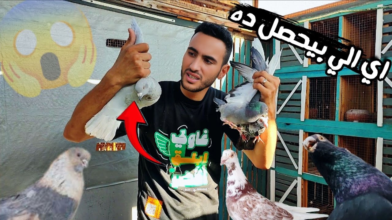 يوم عجيب عند الحمام 😱 قصيت جناحه و اتعو.ر ( وانكسر تليفوني)