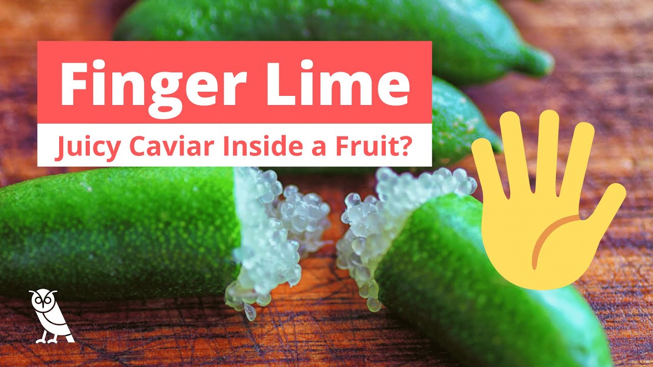 What are finger limes? | Fruits You Probably Never Heard Of | Ep. 11