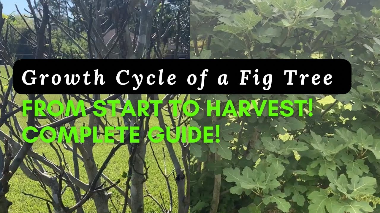 Timeline of a Fig Tree From Spring Budding to Harvest. Here&rsquo;s What You Can Expect!