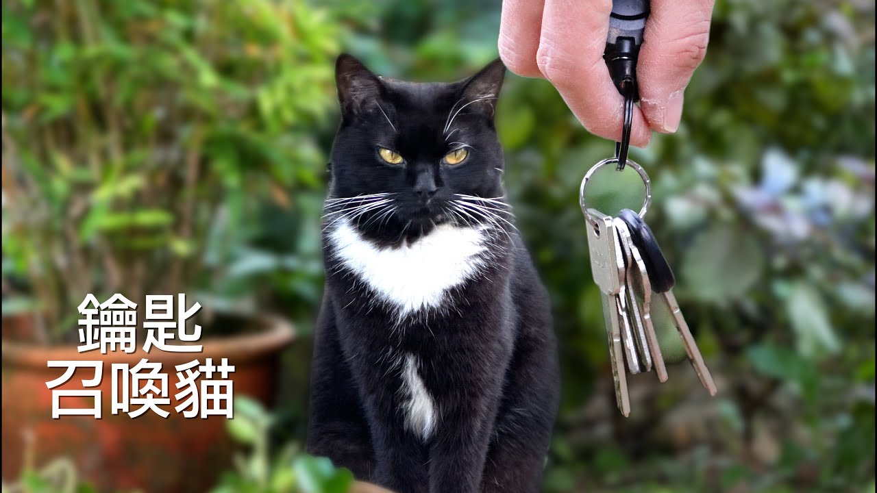 夜不歸宿的貓，終於認得鑰匙的聲音，搖一搖就回家 ｜西樹 Xishu&Cats