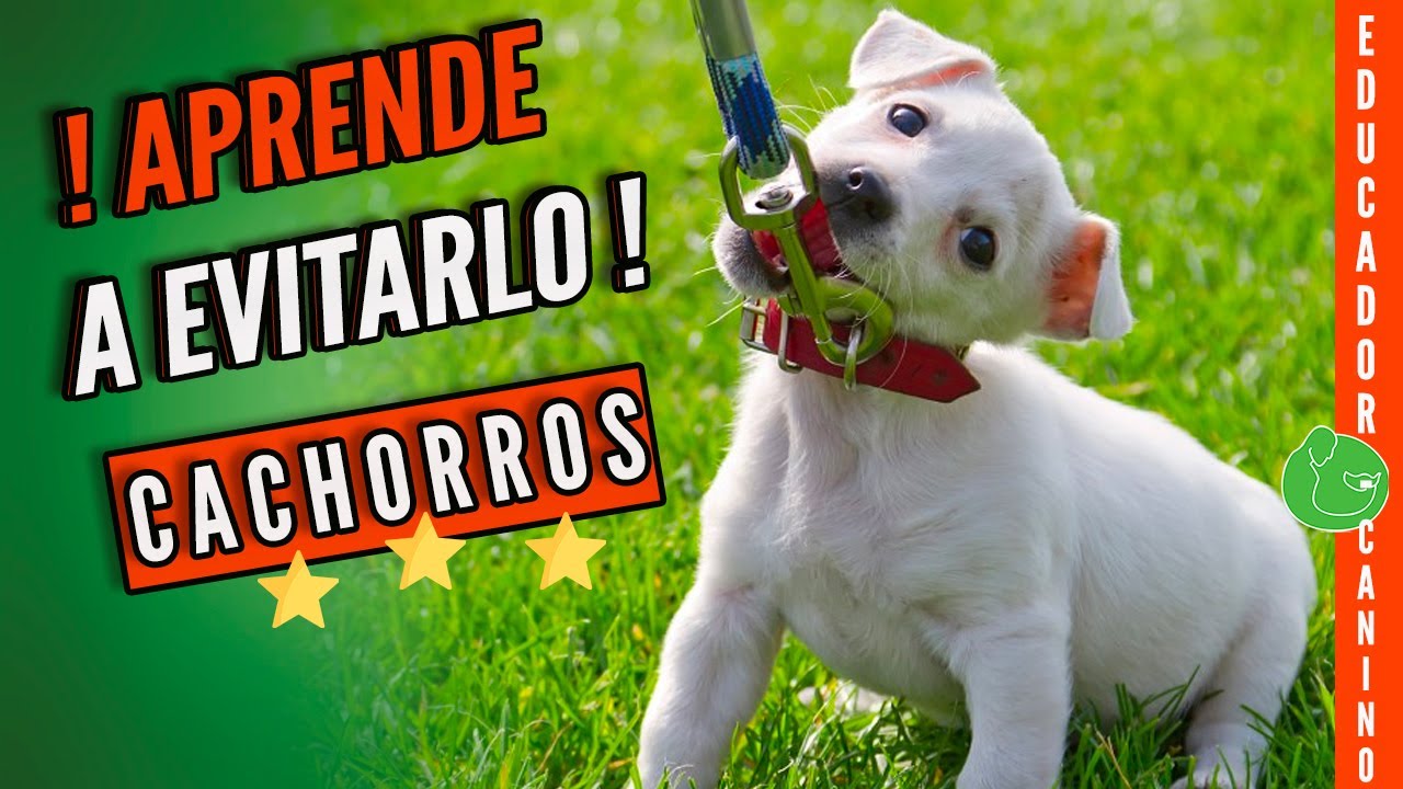 Aprende a PASEAR a tu PERRO  o CACHORRO para que CAMINE con Correa SIN TIRAR (Paseo Perfecto)