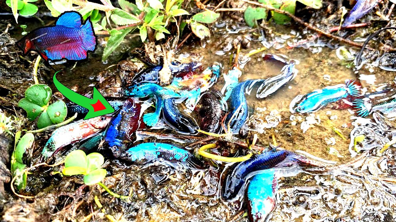 Nice Natural Pond  Boy use Technique Fishing Betta Fish A lot