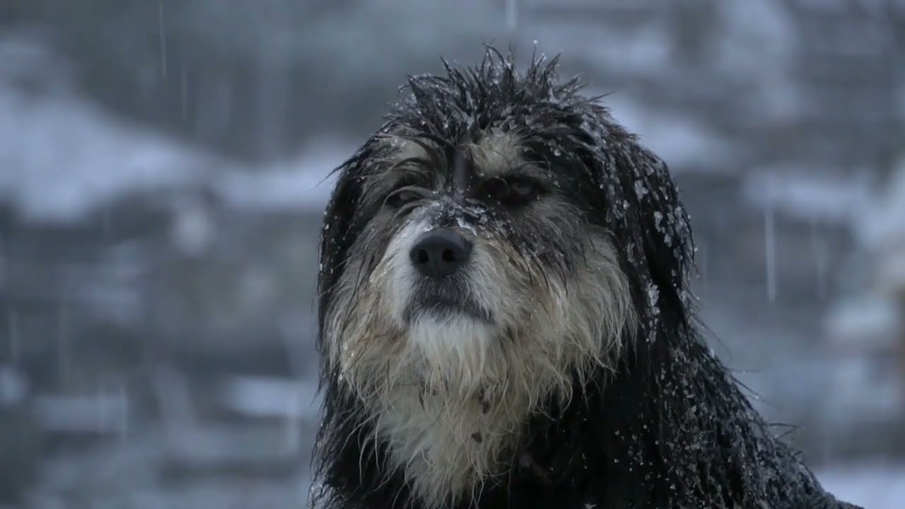 🌨 Heavy Snow Fall | MANANG