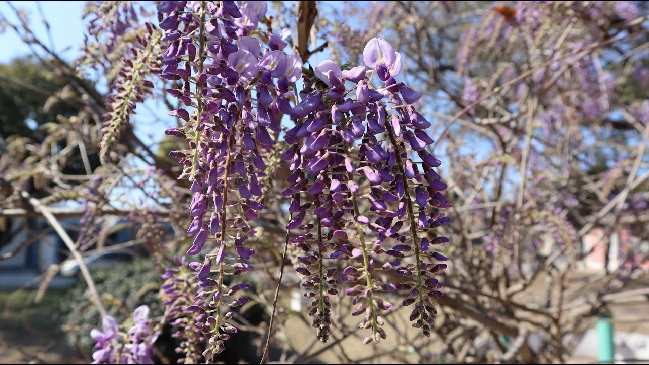 Como germinar semillas de Glicinia - Wisteria sinensis - flor de pluma - Glicina
