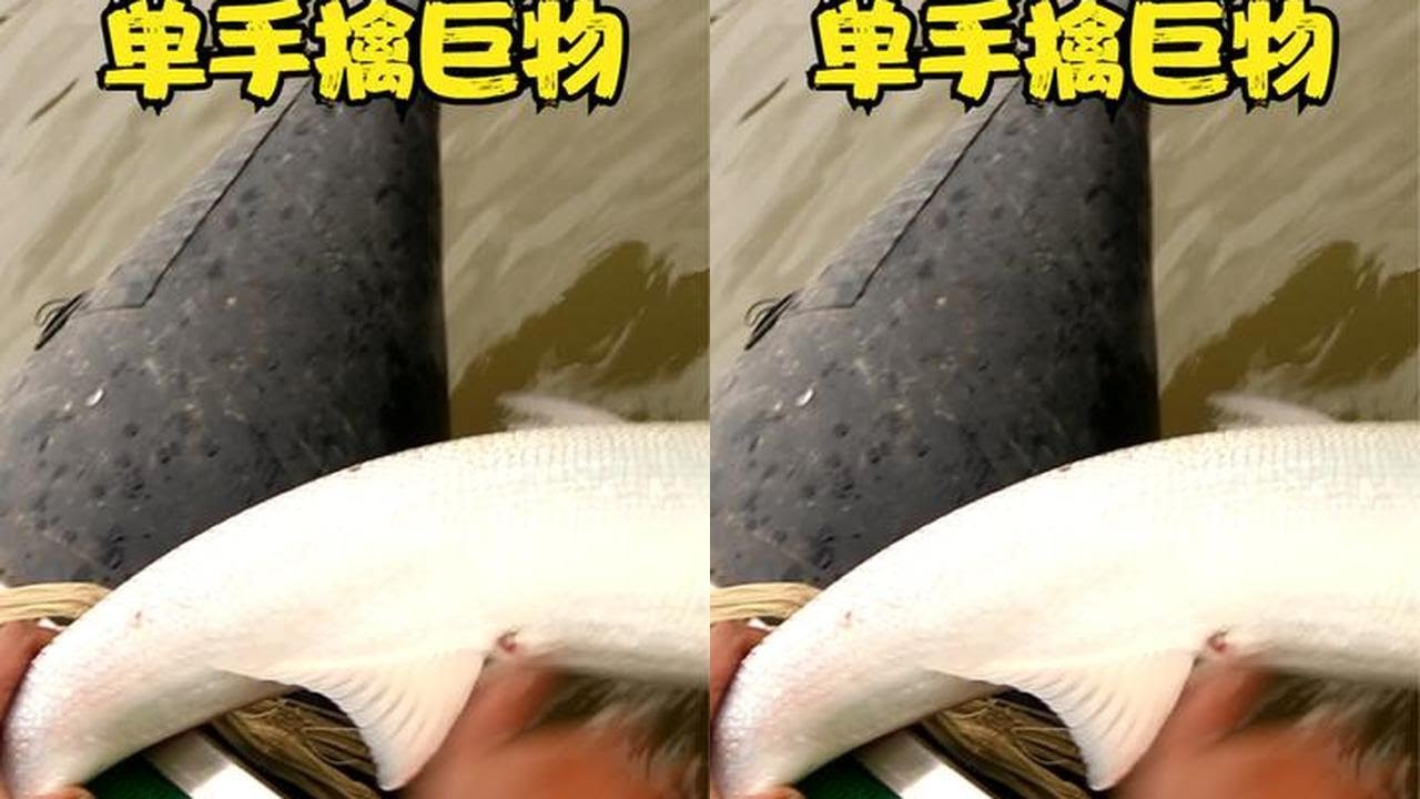 野河巨怪什么鱼都吃，大哥撒网为鱼除害，单手擒住几十斤巨怪 #户外撒网捕鱼 #鳡鱼 #为鱼除害 #户外撒网