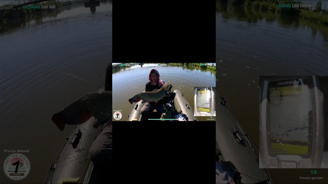 #gopro11black #catchandrelease#catfishing#twitch#livestream#clansilure#hobby#sommer #klopfen#france