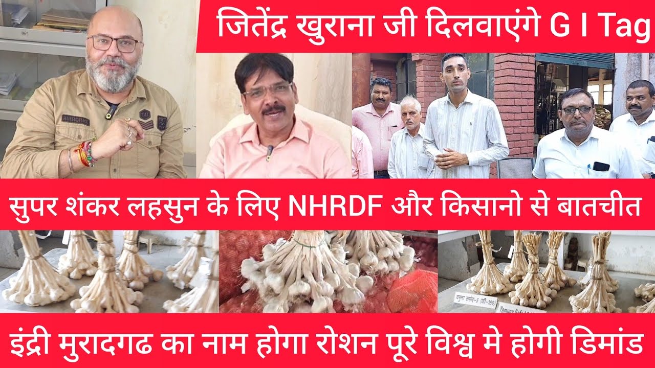 इंद्री के सुपर शंकर लहसुन को मिलेगा GI Tag करनाल NHRDF और किसानो से हुई मुलाकात Super Sanker Garlic