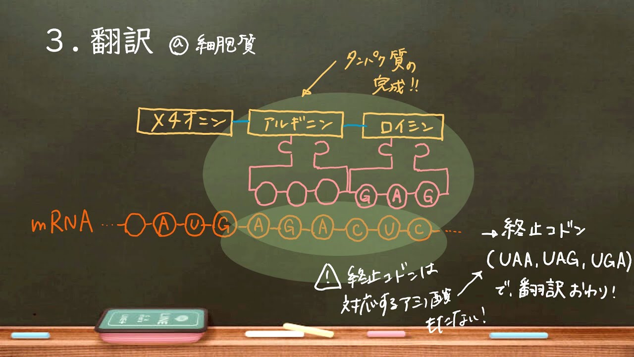 おうち生物　20.  転写・翻訳・スプライシング