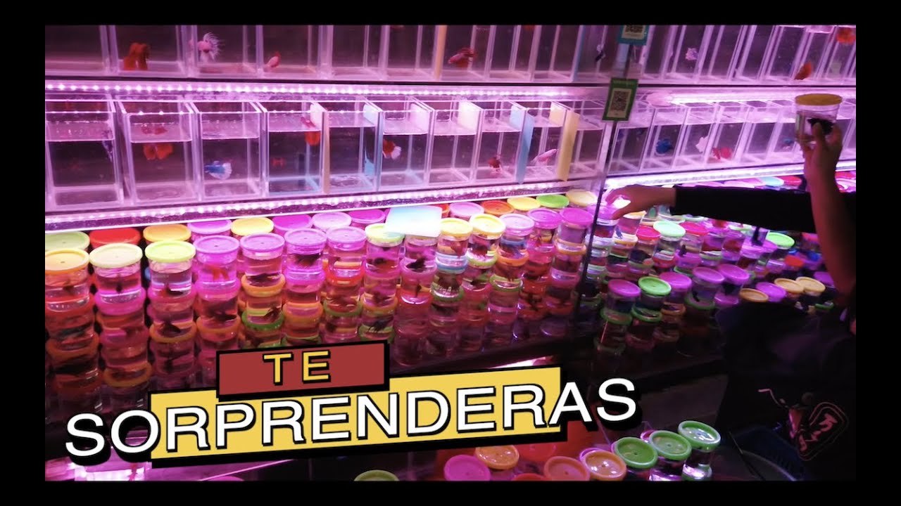 MERCADOS DE PECES EN CHINA 🇨🇳