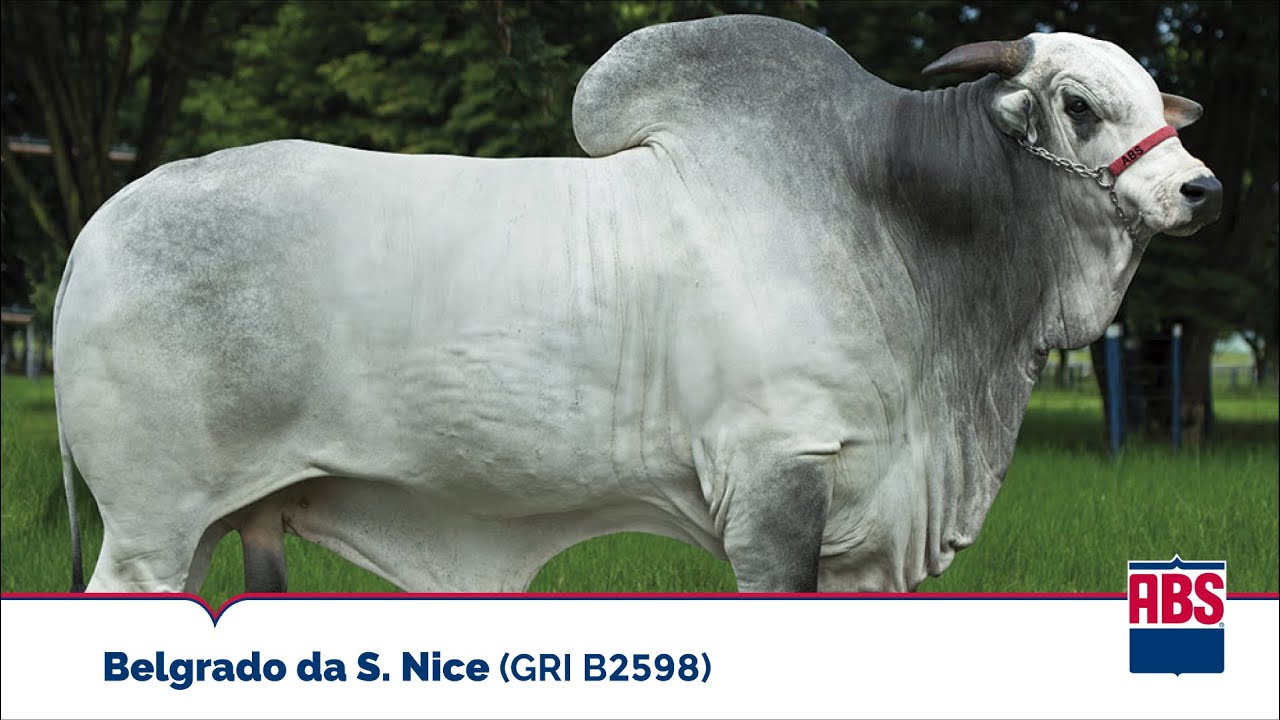 BELGRADO DA S. NICE (GRI B2958) - Touro Nelore ABS