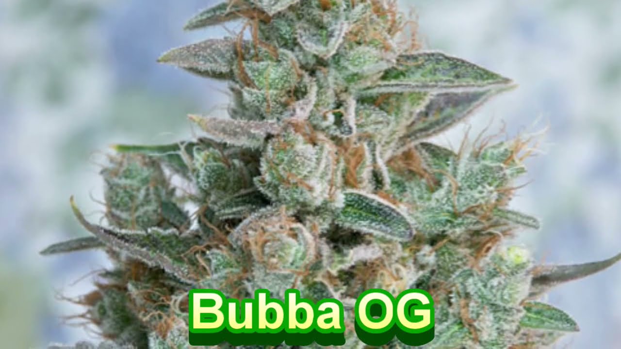Dr Greenthumb - Cannabis Strain Series #38 - STRAIN TV