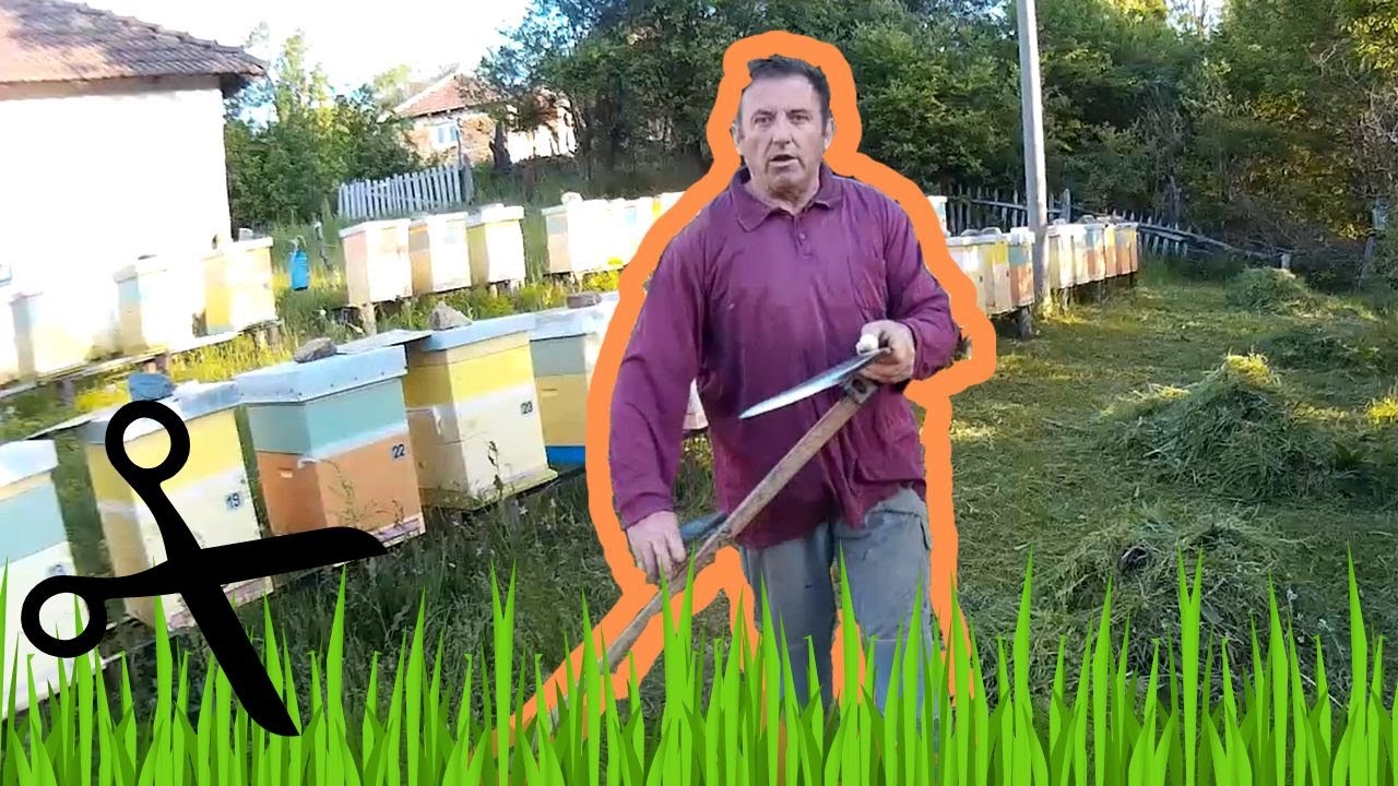 Kositja e Barit ne Bletishte |Grass cuting in a Beeyard