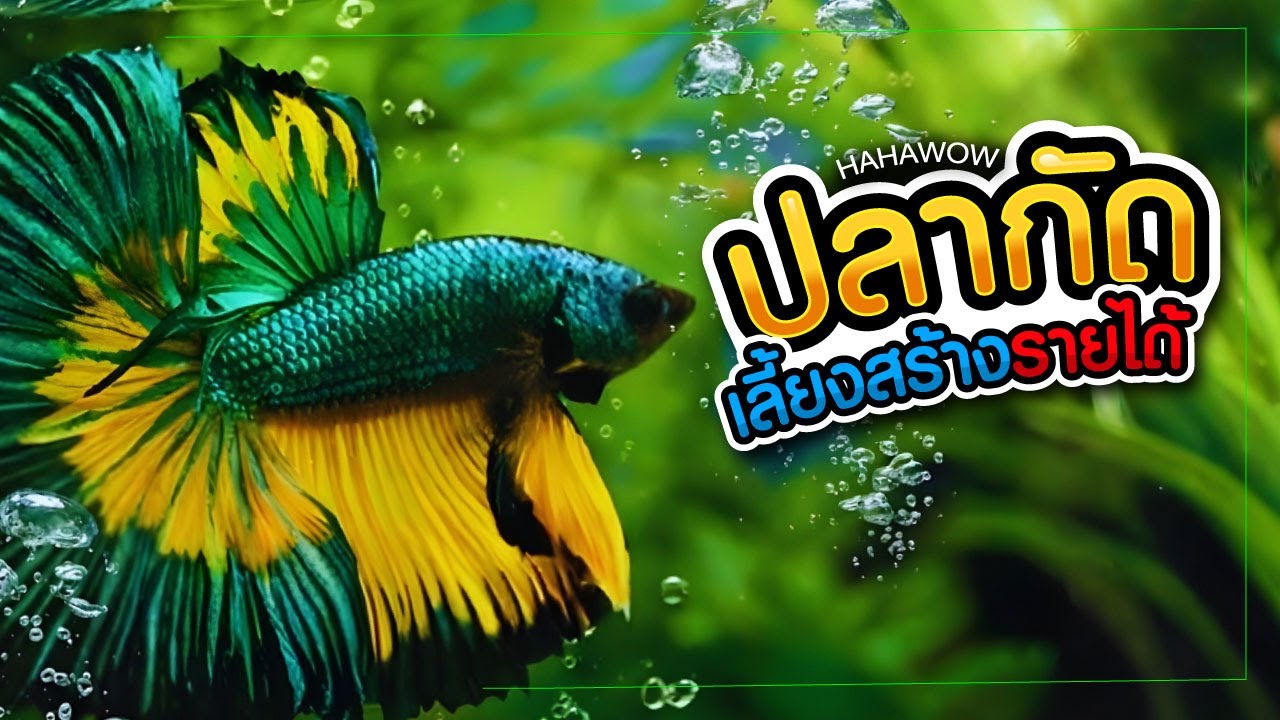 ปลากัดสวยงาม สร้างรายได้