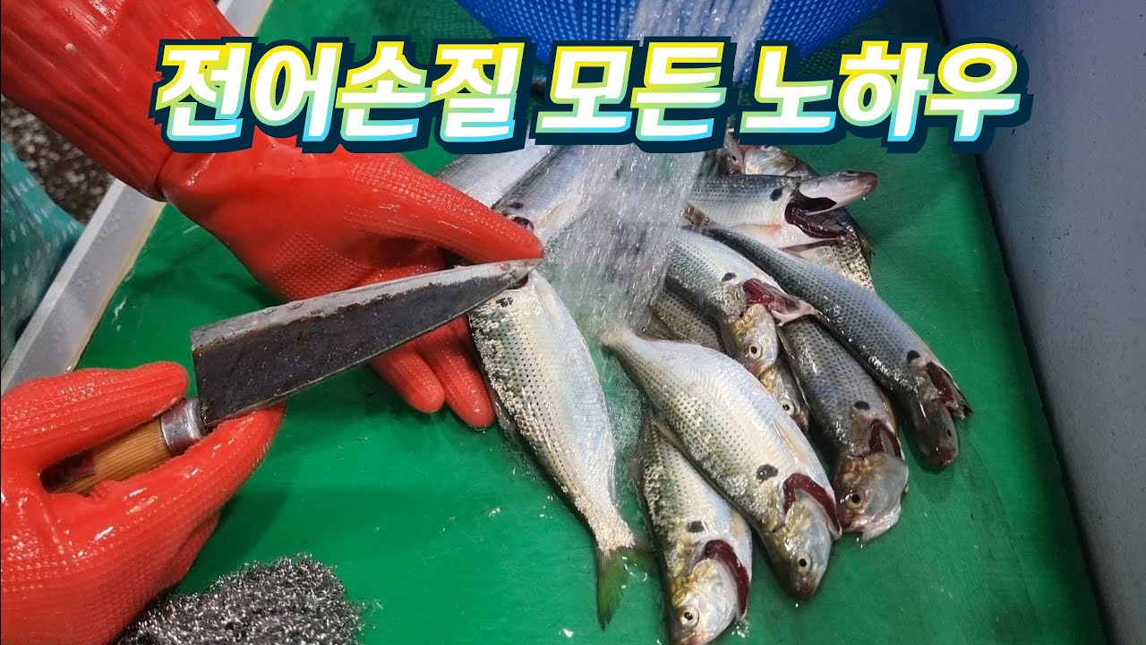 전어 손질의 모든 노하우. 손질법의 오해.