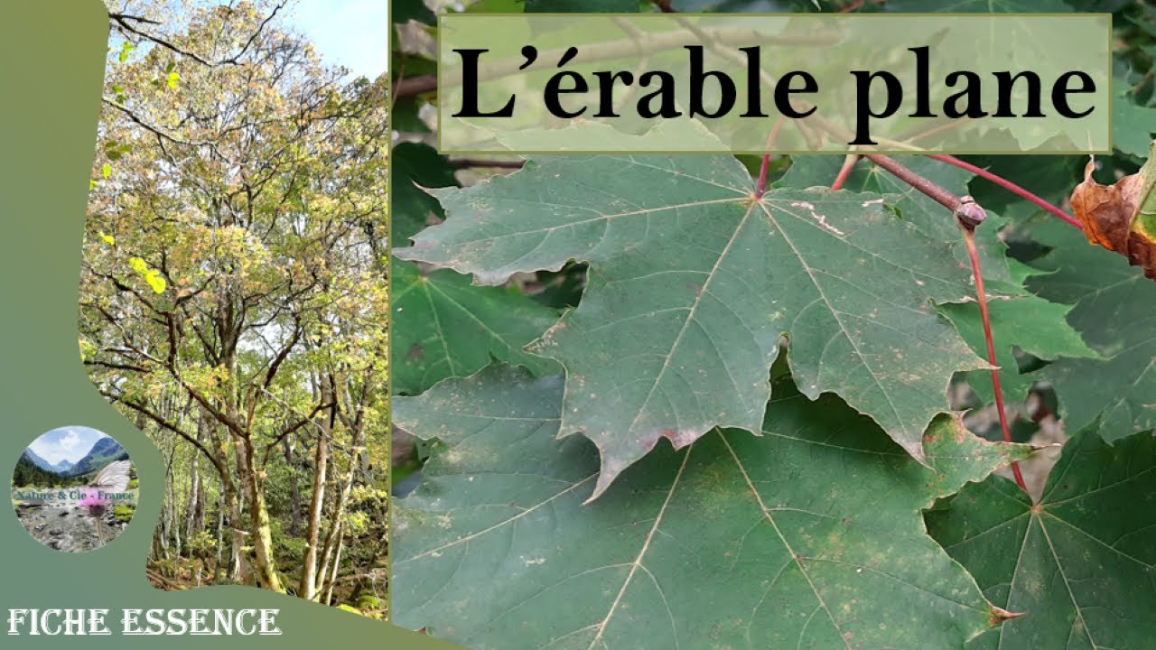 L'érable plane (Acer platanoides) : comment le différencier de l'érable sycomore ?