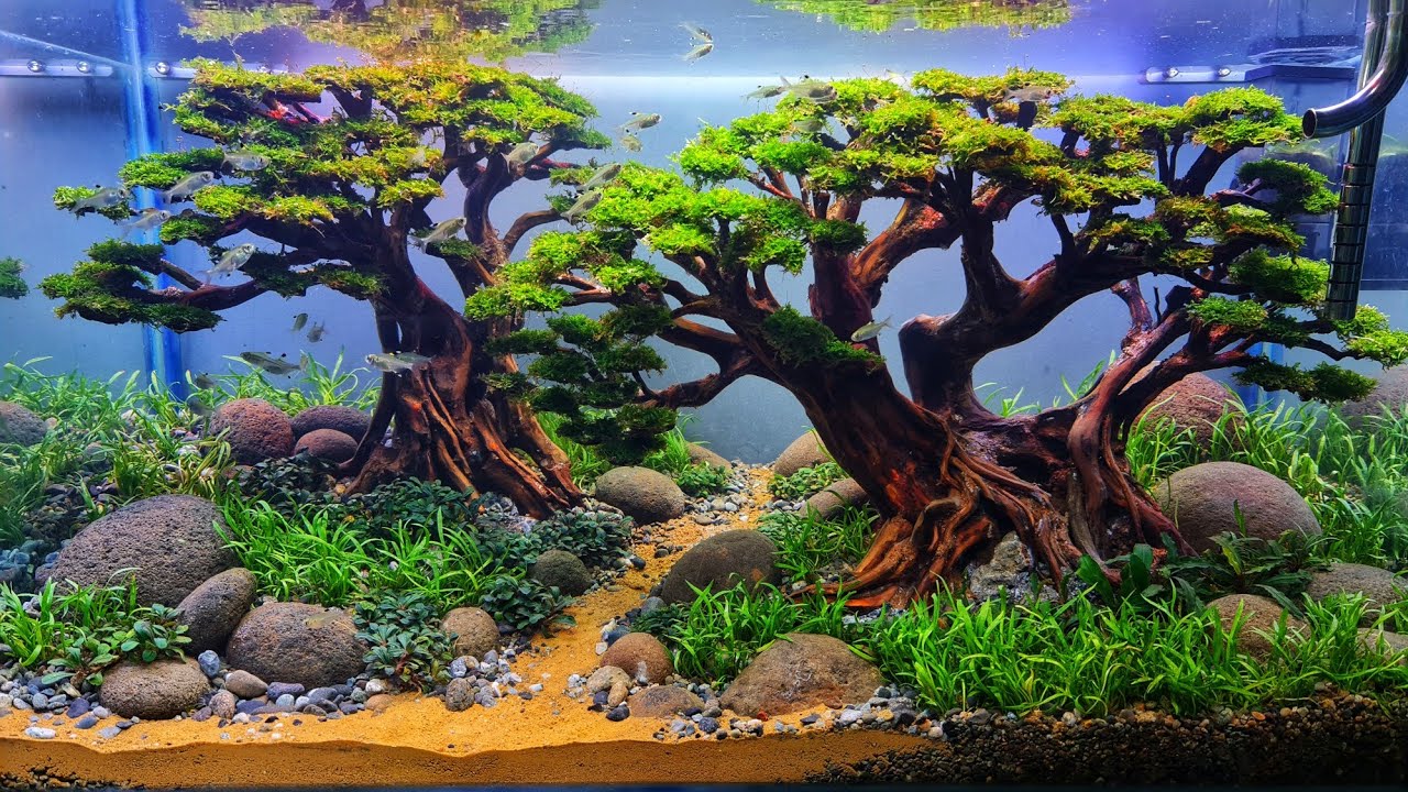 #240 Bonsai Aquascape beringin kembar