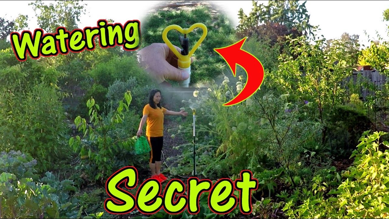 Watering A Food Forest Garden | Tips & Tricks To Save Time