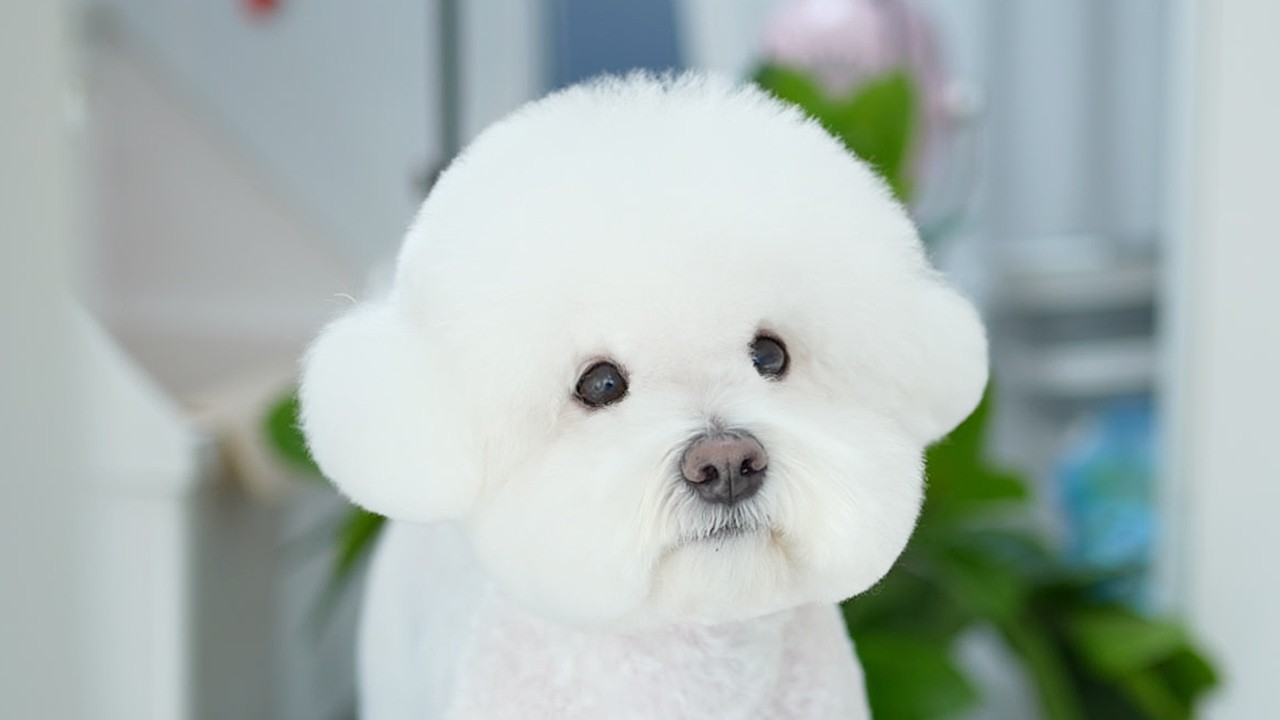 Самая милая бишон мгновенно поднимет вам настроение 🤍🐶