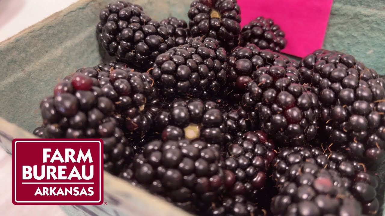 Blackberry Season | University of Arkansas Fruit Research Station