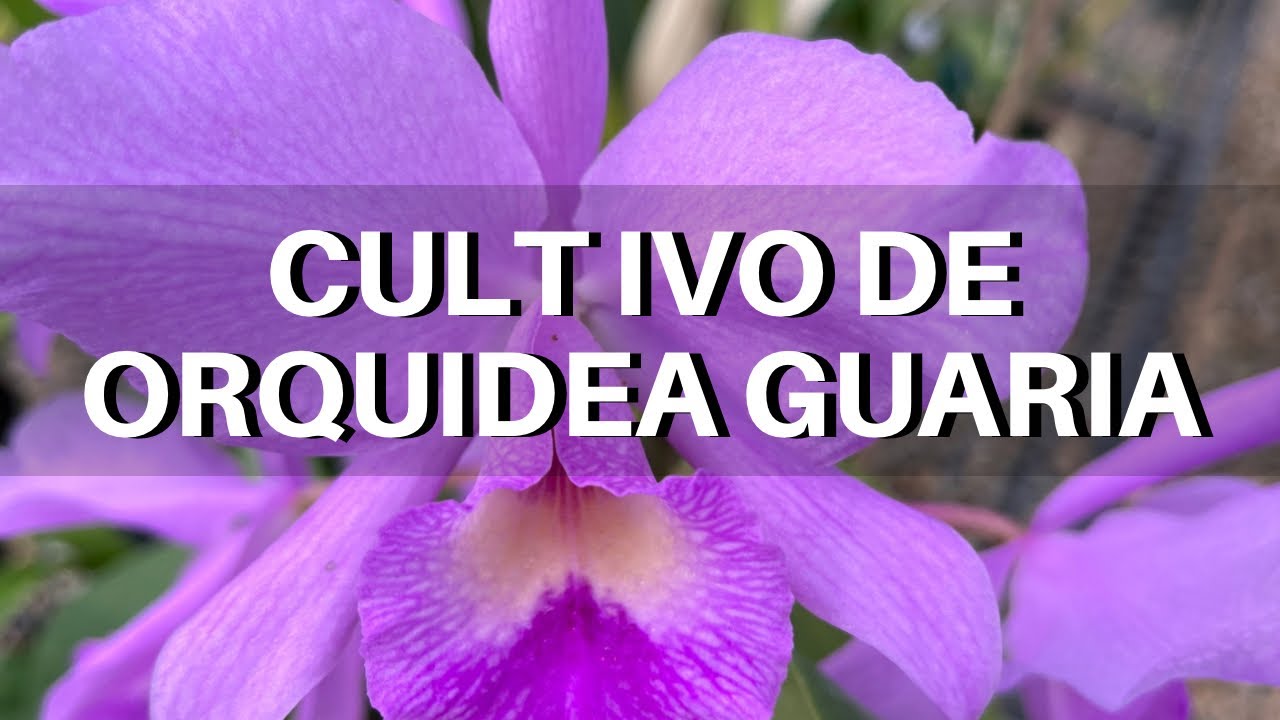 Cultivo de Orquídea Guarianthe skinneri - Guaria morada
