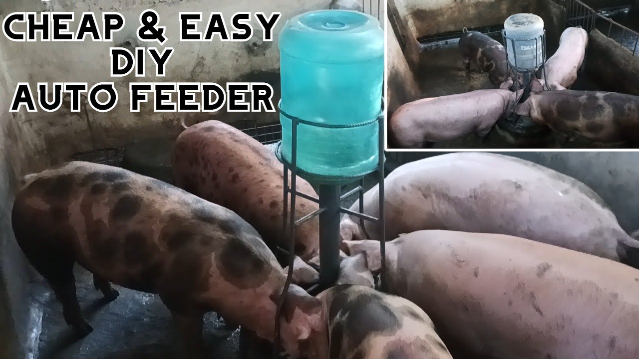 DIY AUTO FEEDER I JeRox