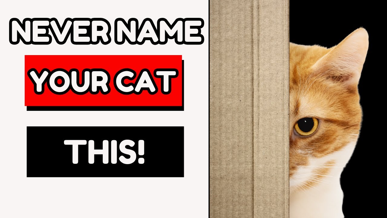 5 Names You Should NEVER Give Your Cat  - Here&rsquo;s Why!
