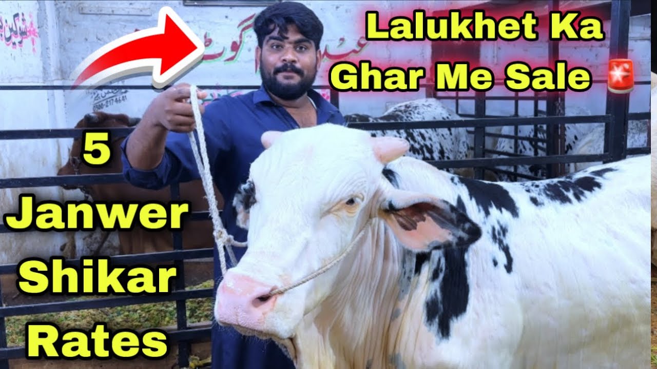 Lalukhet Ka Ghar Me Qurbani 2026 Ki Sale 🚨 | Bachra & Bachriya | Cow Mandi 