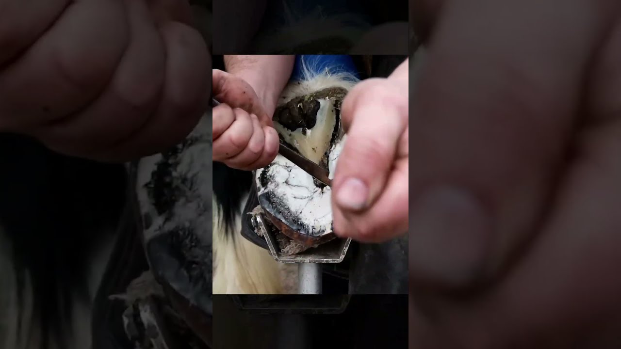 A lot of mud in this hoof! #asmr #farrier #shorts #satisfying #tiktok