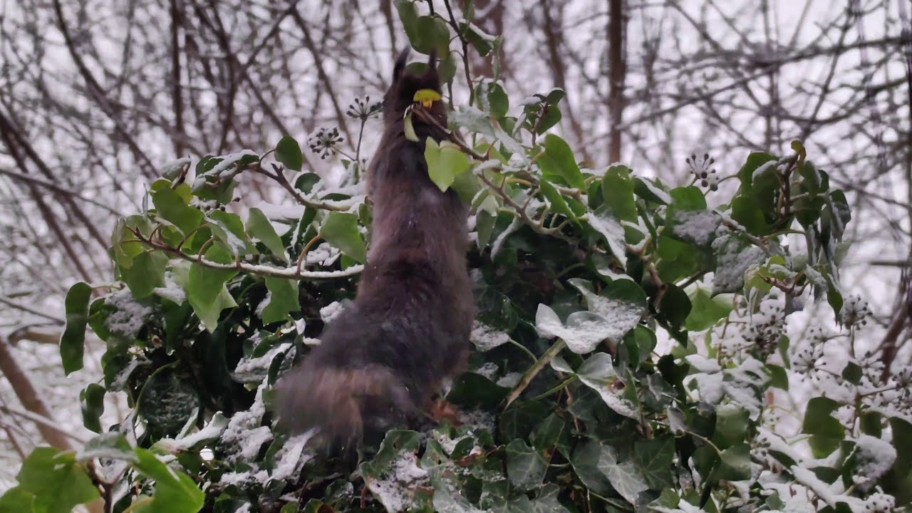 Eichhörnchen auf dem Weg zum Vogelfutter