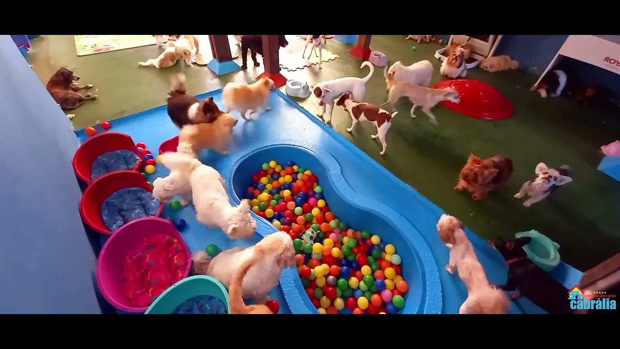 &Aacute;REA COBERTA EXCLUSIVA PARA C&Atilde;ES PEQUENOS (AQUI QUE ELES DORMEM E FICAM QUANDO ESTA CHOVENDO)