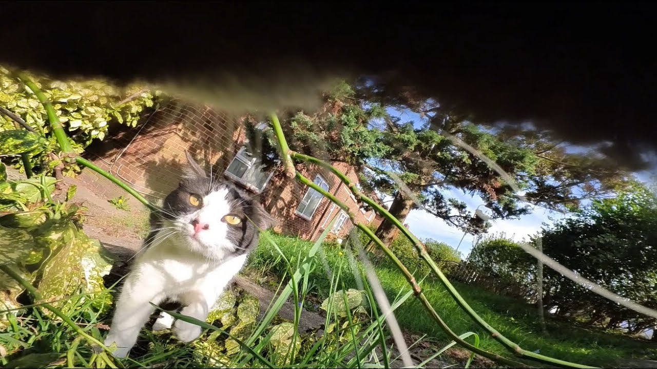 Cat wearing camera stalks female cat