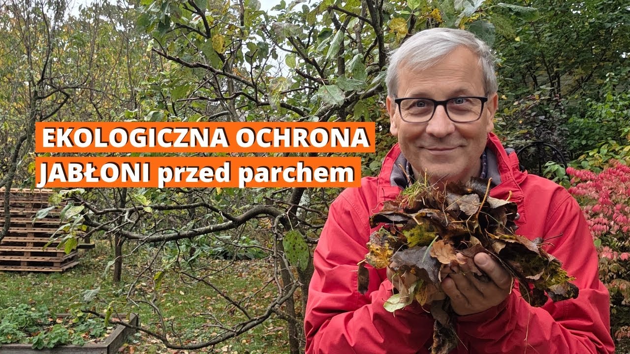 NIE PRYSKAMI MOCZNIKIEM! 🍎 Tak chronię jabłonie przed parchem – naturalny i prosty sposób!