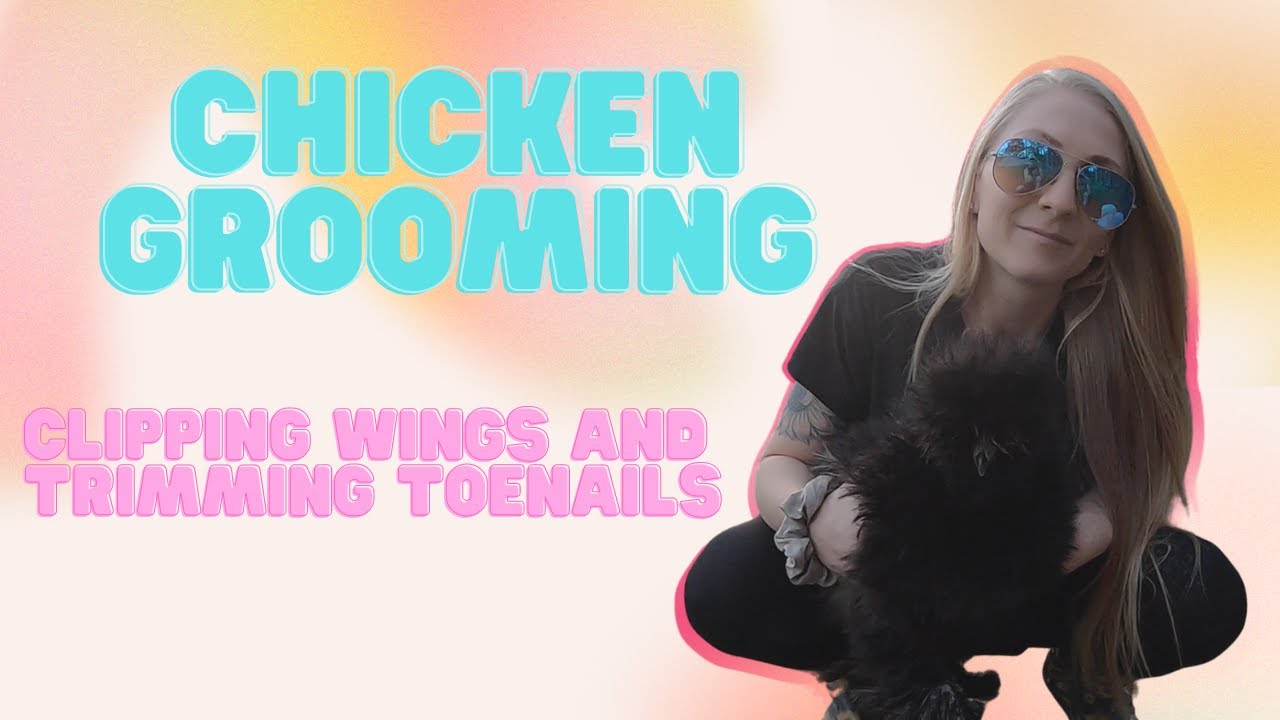 How to Clip Chicken Wings and Trim Chicken Toenails: Chicken Grooming 101
