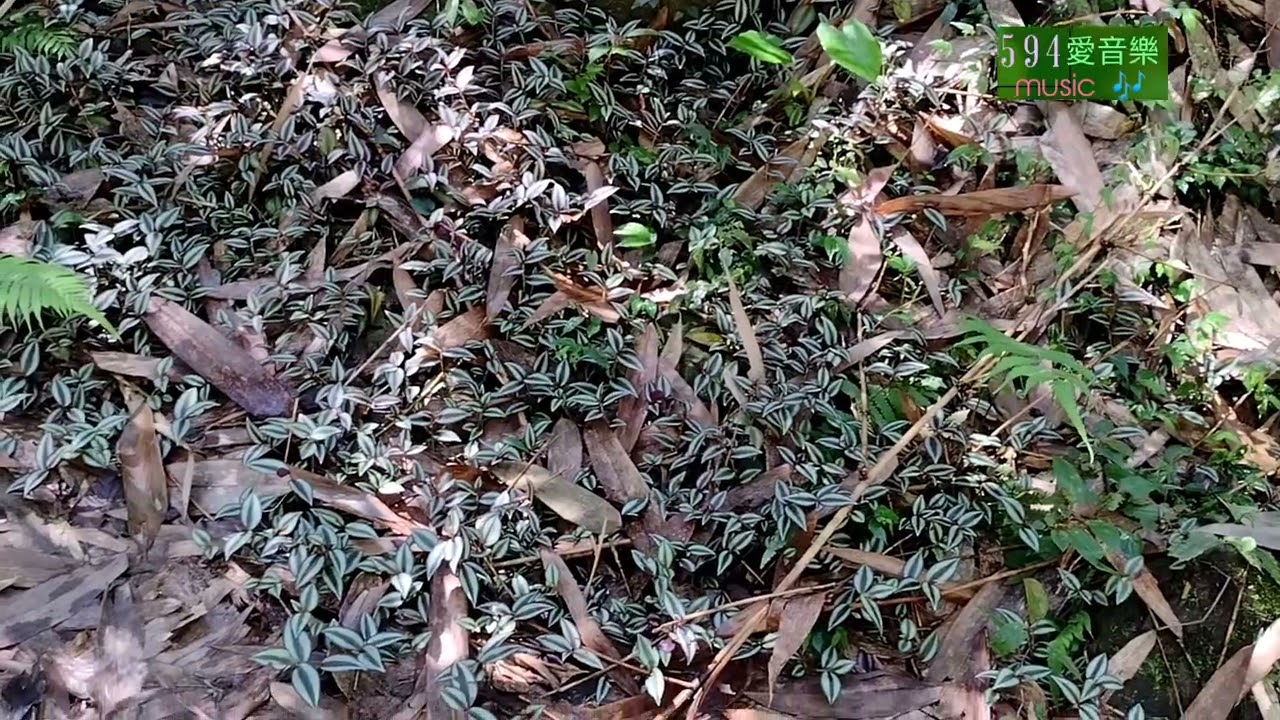 南投中寮  石龍宮  樟平溪  龍鳳瀑布  平林溪